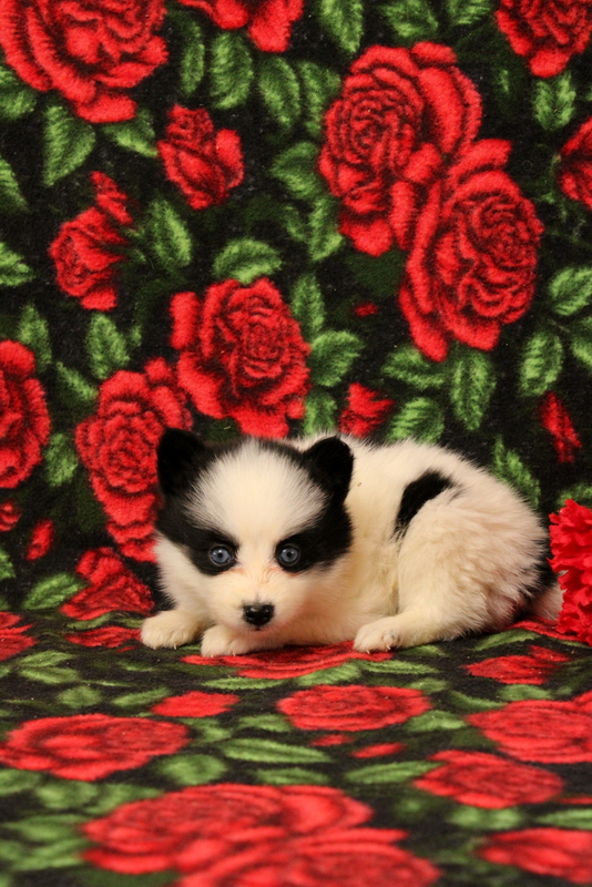 puppy, for, sale, Pomsky, Matthew B. Stoltzfus, dog, breeder, Gap, PA, dog-breeder, puppy-for-sale, forsale, nearby, find, puppyfind, locator, puppylocator, aca